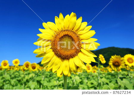 A lively sunflower that shines in the blue sky A lively sunflower that shines in the blue sky 87627234
