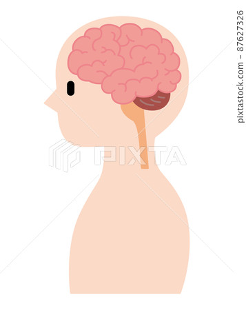 人體橫截面/顏色 87627326