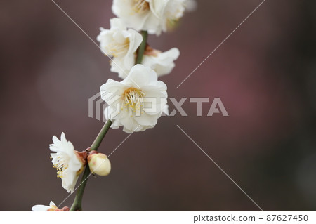 White plum blossoms in Omiya Daini Park, Saitama City, Saitama Prefecture, Japan (Spring in Uji) White plum blossoms in Omiya Daini Park, Saitama City, Saitama Prefecture, Japan (Spring in Uji) 87627450