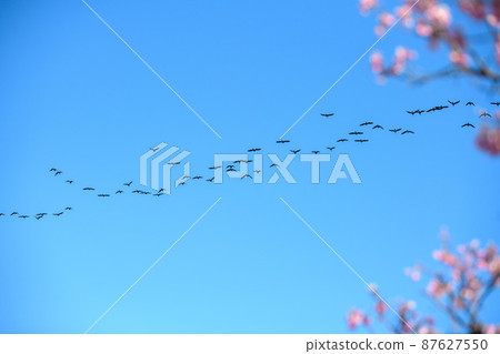 Mejiro and Kawazu cherry tree Mejiro and Kawazu cherry tree 87627550