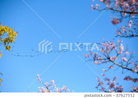 Mejiro和Kawazu櫻桃樹 Mejiro和Kawazu櫻桃樹 87627552