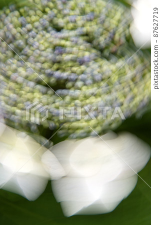  Gaku hydrangea 87627719