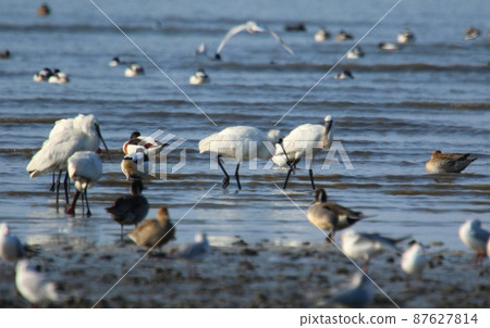 East moth tidal flat Winter migratory bird arrival East moth tidal flat Winter migratory bird arrival 87627814