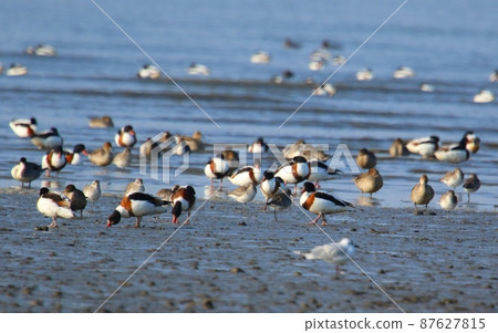 East moth tidal flat Winter migratory bird arrival 87627815