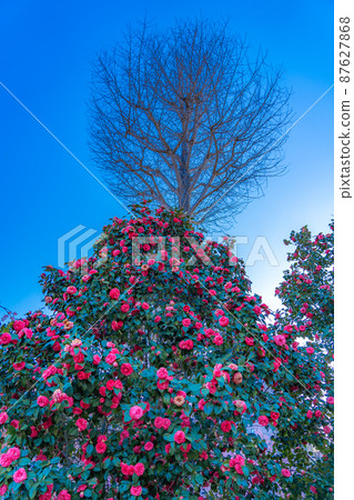 椿青空辻丘公園(宮城縣仙台市) 椿青空辻丘公園(宮城縣仙台市) 87627868
