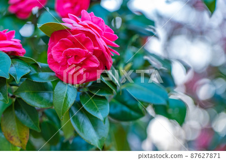 椿本山茶花 椿本山茶花 87627871