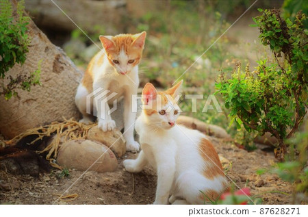 cat cat 87628271