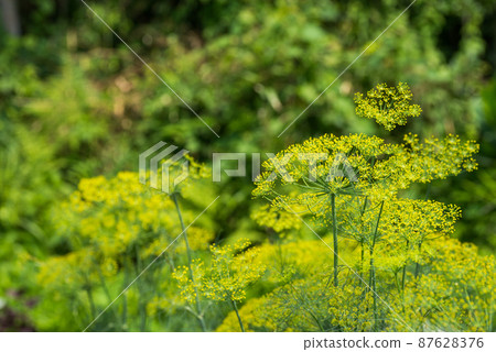 Dill Flower Dill Flower 87628376
