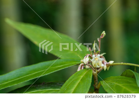 Flower 87628379