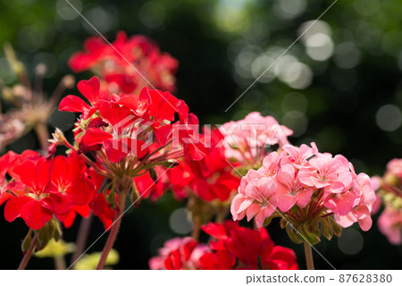 Red and pink geranium flowers with glitter in the background 87628380