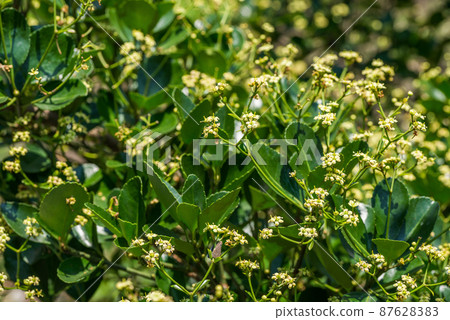 Masaki的花 87628383