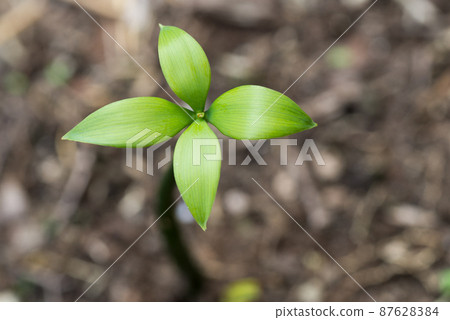 凪樹樹苗 凪樹樹苗 87628384