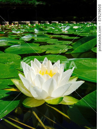 Water lily of Kyoto Heian Shrine 87629608