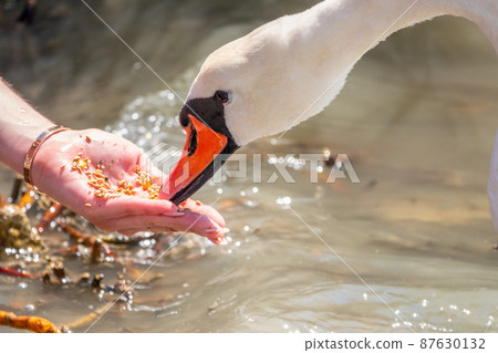 Girl feeding a mute swan in a lake from hand. 87630132