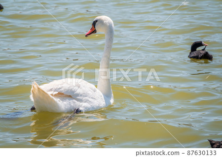 Graceful white Swan swimming in the lake, swans in the wild. Portrait of a white swan swimming on a lake. 87630133