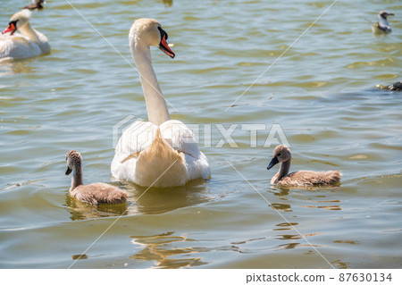 A female mute swan, Cygnus olor, swimming on a lake with its new born baby cygnets. Mute swan protects its small offspring. Gray, fluffy new born baby cygnets. 87630134