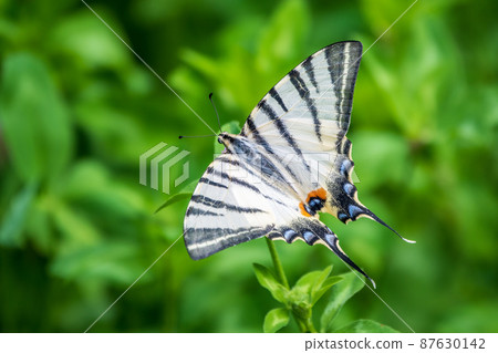 Beautiful Butterfly Scarce Swallowtail, Sail Swallowtail, Pear-tree Swallowtail, Podalirius. Latin name Iphiclides podaliriu. Butterfly collects nectar on flower. 87630142