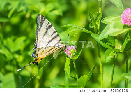 Beautiful Butterfly Scarce Swallowtail, Sail Swallowtail, Pear-tree Swallowtail, Podalirius. Latin name Iphiclides podaliriu. Butterfly collects nectar on flower. 87630178