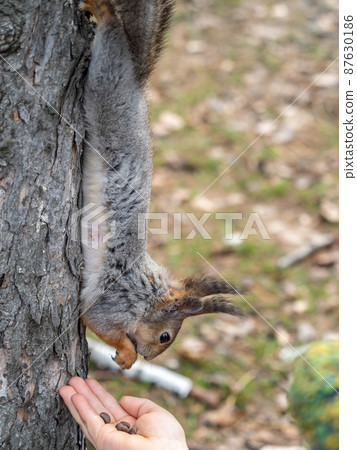 A squirrel in the spring or autumn eats nuts from a human hand. Eurasian red squirrel, Sciurus vulgaris A squirrel in the spring or autumn eats nuts from a human hand. Eurasian red squirrel, Sciurus vulgaris 87630186