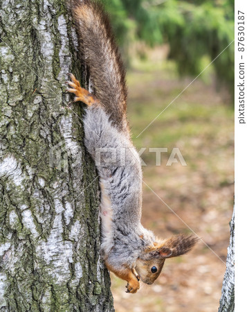 Squirrel eats a nut while sitting upside down on a tree trunk. The squirrel hangs upside down on a tree against colorful blurred background. Close-up. Squirrel eats a nut while sitting upside down on a tree trunk. The squirrel hangs upside down on a tree against colorful blurred background. Close-up. 87630187