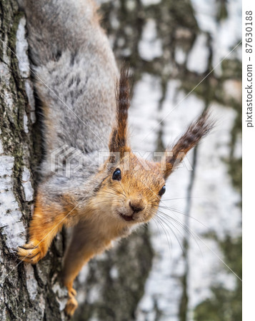 Squirre sitting upside down on a tree trunk. The squirrel hangs upside down on a tree against colorful blurred background. Close-up. Squirre sitting upside down on a tree trunk. The squirrel hangs upside down on a tree against colorful blurred background. Close-up. 87630188