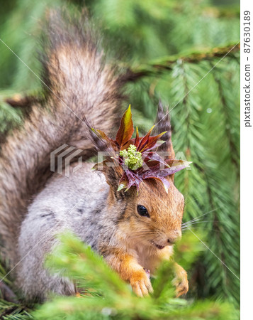 Squirrel with decoration on the head and with nut sits on a fir branches in the spring or summer. Squirrel with decoration on the head and with nut sits on a fir branches in the spring or summer. 87630189