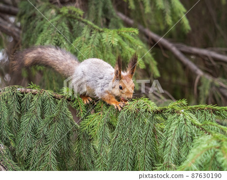 The squirrel with nut sits on a fir branches in the spring or summer. The squirrel with nut sits on a fir branches in the spring or summer. 87630190