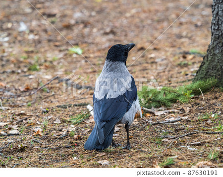Hooded crow, corvus cornix, standing on the lawn in the autumn or spring forest Hooded crow, corvus cornix, standing on the lawn in the autumn or spring forest 87630191
