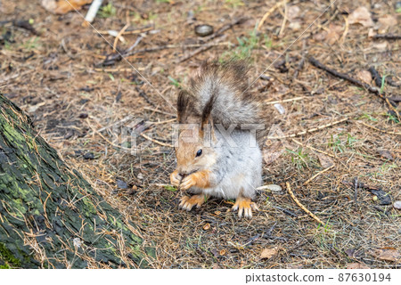 Squirrel in autumn or spring with nut on the green grass with fallen yellow leaves Squirrel in autumn or spring with nut on the green grass with fallen yellow leaves 87630194
