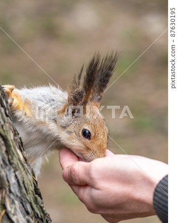 A squirrel in the spring or autumn eats nuts from a human hand. Eurasian red squirrel, Sciurus vulgaris A squirrel in the spring or autumn eats nuts from a human hand. Eurasian red squirrel, Sciurus vulgaris 87630195