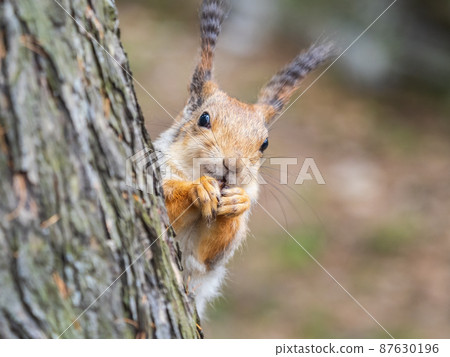 A squirrel with a fashionable hairstyle and lush wavy tassels on its ears. A squirrel with a fashionable hairstyle and lush wavy tassels on its ears. 87630196