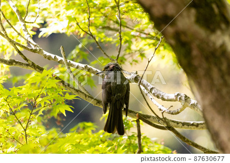 EOSRP. Iwakuni Yamaguchi,隱藏的 Bulbul。 EOSRP. Iwakuni Yamaguchi,隱藏的 Bulbul。 87630677