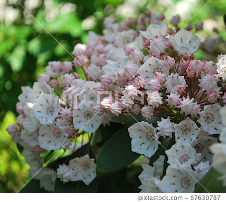 Kalmia 芽像 konpeito 87630787