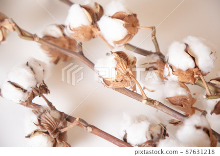 Bundled cotton Fruited cotton Bundled cotton Fruited cotton 87631218