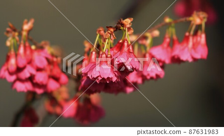 KANHIZAKURA KANHIZAKURA 87631983