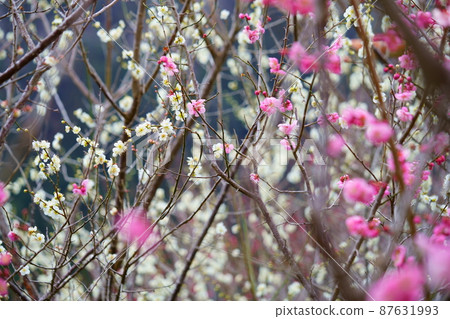 月瀨梅林紅白梅 87631993