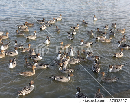 冬鳥候鳥鴨 87632237