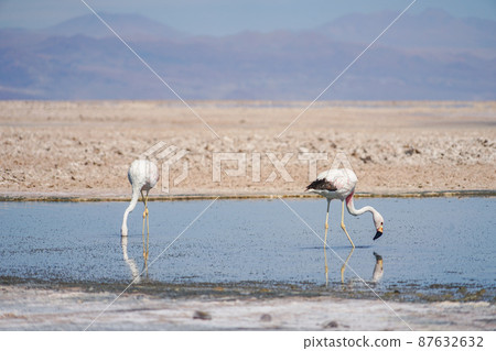 Andean flamingos in Laguna Chaxa Park 87632632