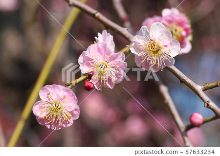 Shidareume [又名 Nioigusa] 的桃色花 87633234