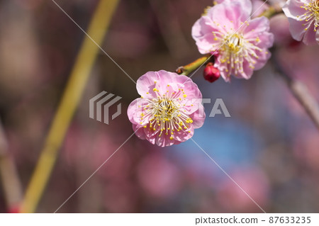 Shidareume [又名 Nioigusa] 的桃色花 87633235