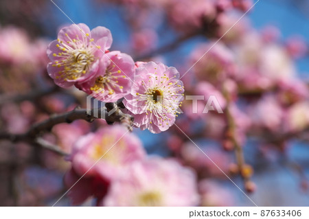 Shidareume的桃花[藍天背景] 87633406
