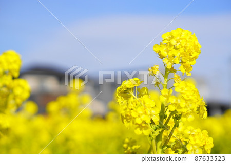 Mitsucho, Tatsuno City Mitsucho, Tatsuno City 87633523