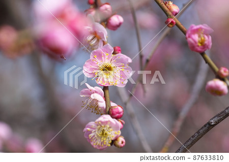Shidareume [又名 Nioigusa] 的桃色花 87633810