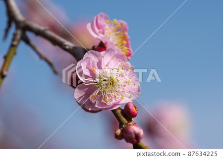 Peach-colored flowers of Shidareume [blue sky background] 87634225