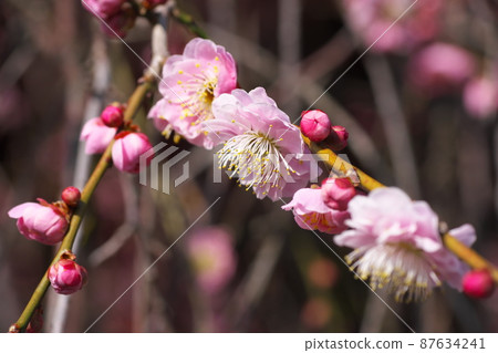 Shidareume [又名 Nioigusa] 的桃色花 87634241