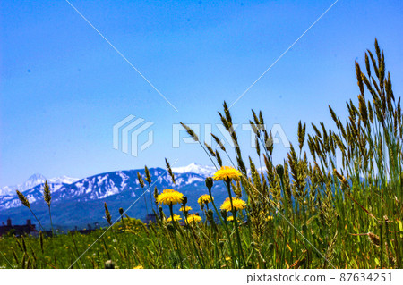 Dandelions and mountains and the blue sky Dandelions and mountains and the blue sky 87634251