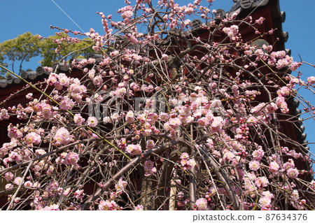 Peach-colored flowers of Shidareume [blue sky background] 87634376