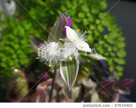 Flower of Commelina communis "Tradescancia" Flower of Commelina communis "Tradescancia" 87634402