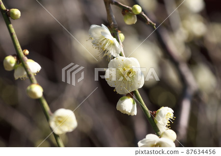White flower of Shidareume [also known as Nioigusa] 87634456