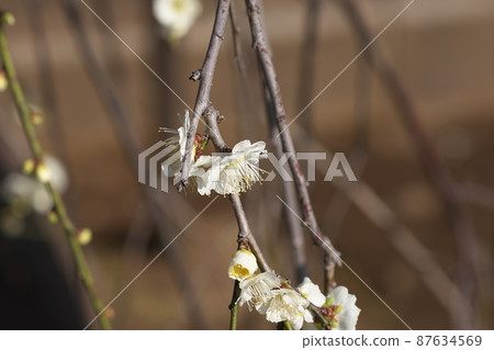 White flower of Shidareume [also known as Nioigusa] 87634569